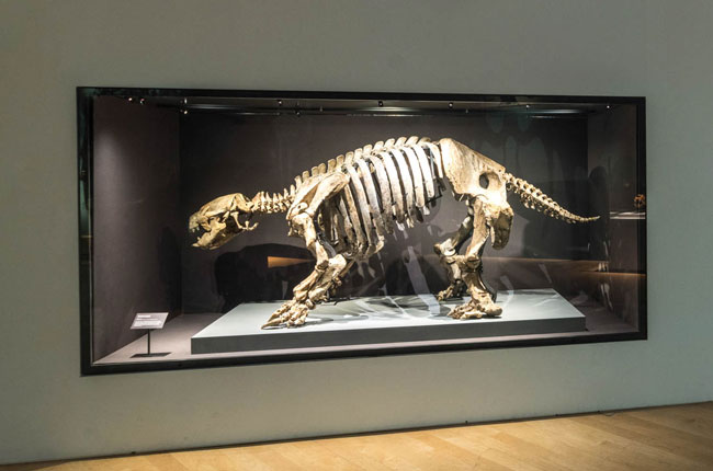 Elgin Casefront with surface bonded security glass front (Natural History Museum of London) Elgin Casefront with surface bonded security glass front (Natural History Museum of London)